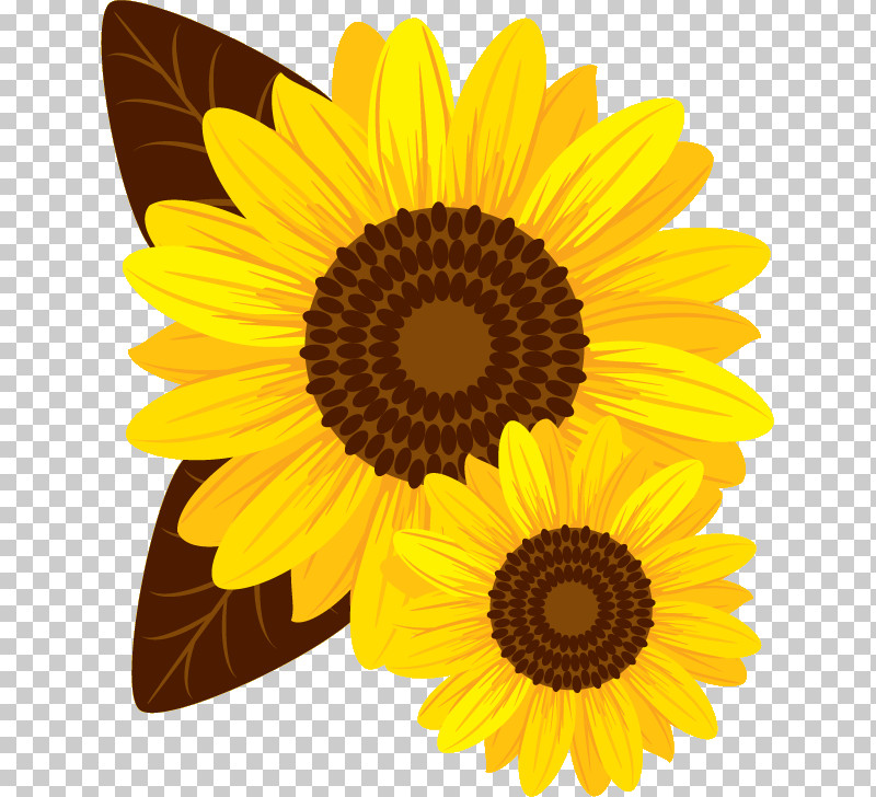 Sunflower Summer Flower PNG, Clipart, Common Sunflower, Petal, Summer Flower, Sunflower, Sunflower Seed Free PNG Download