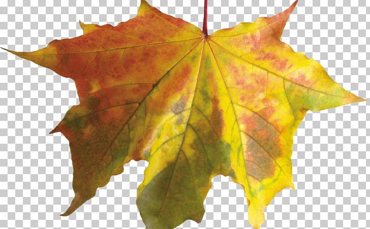 Autumn Leaves Leaf PNG, Clipart, 711, Autumn, Autumn Leaf Color, Autumn Leaves, Chlorophyll Free PNG Download