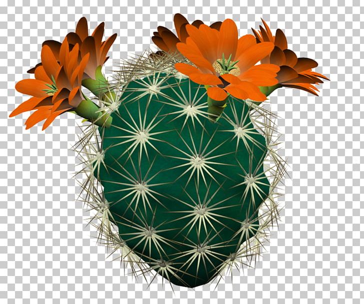 Hedgehog Cacti Cactaceae Strawberry Hedgehog Cactus PNG, Clipart, Astrophytum, Cactaceae, Cacti, Cactus, Caryophyllales Free PNG Download
