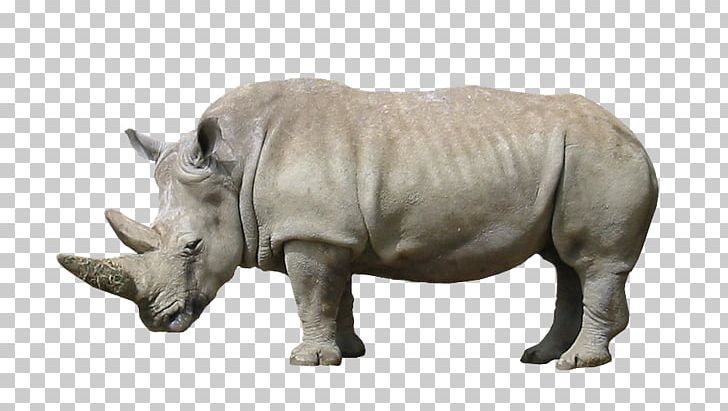 Rhinoceros Animal Wildlife Mammal PNG, Clipart, 1080p, Animal, Animals, Fauna, Google Free PNG Download