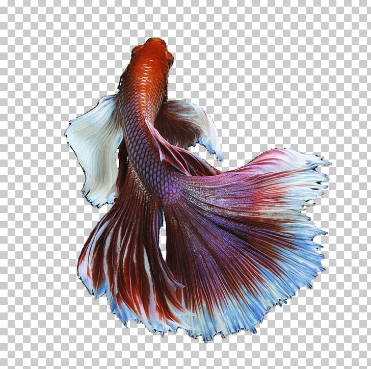 Siamese Fighting Fish Goldfish PNG, Clipart, Adobe Illustrator, Animals, Betta, Betta Crown Fish, Betta Fish Free PNG Download