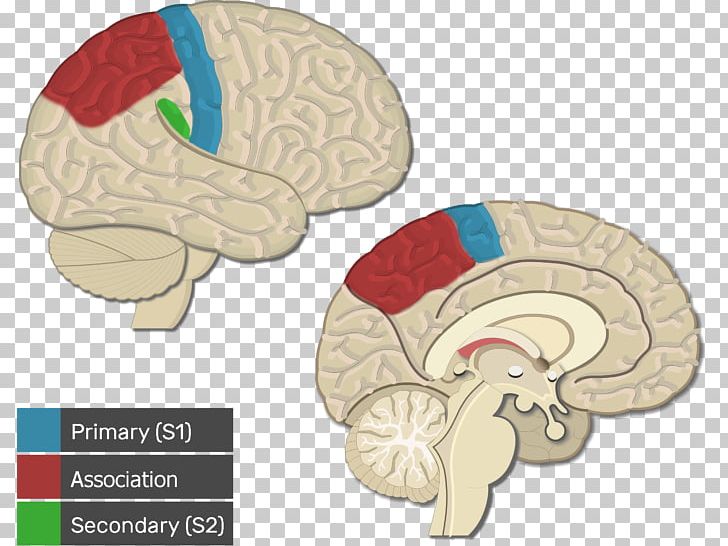 Visual Cortex Cerebral Cortex Primary Motor Cortex Brain PNG, Clipart, Anatomy, Auditory Cortex, Brain, Cerebral Cortex, Cortex Free PNG Download