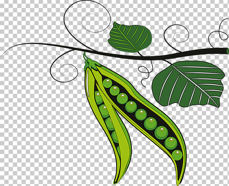 Leaf Green Plant Pea Legume PNG, Clipart, Branch, Flower, Fruit, Green, Leaf Free PNG Download