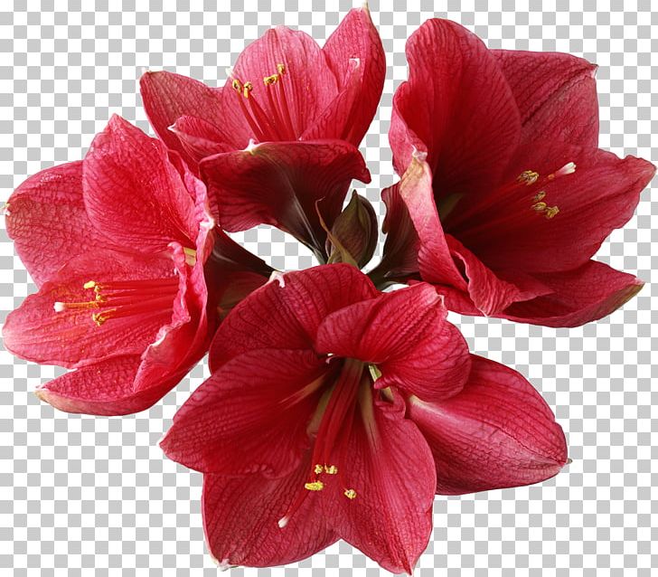 Amaryllis Flower Lilium PNG, Clipart, Amaryllis, Amaryllis Belladonna, Amaryllis Family, Color, Cut Flowers Free PNG Download