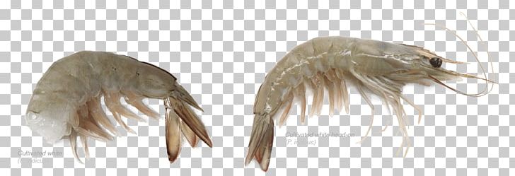 Feather Invertebrate PNG, Clipart, Animals, Bonaire, Feather, Invertebrate, Organism Free PNG Download