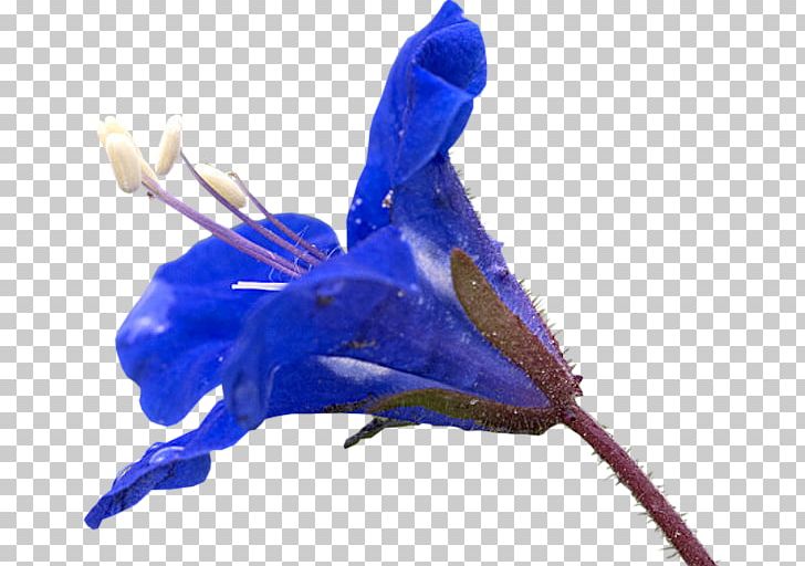 Flower PNG, Clipart, Blue, Cobalt Blue, Electric Blue, Flower, Gul Resimleri Free PNG Download