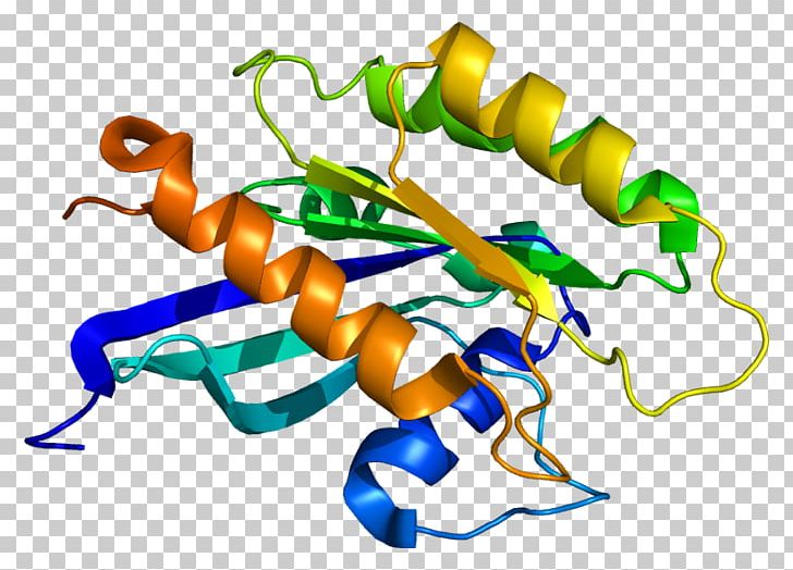 RAB18 Protein Structure Ras Subfamily PNG, Clipart, 3 S, Artwork, Eukaryote, Gene, Insect Free PNG Download