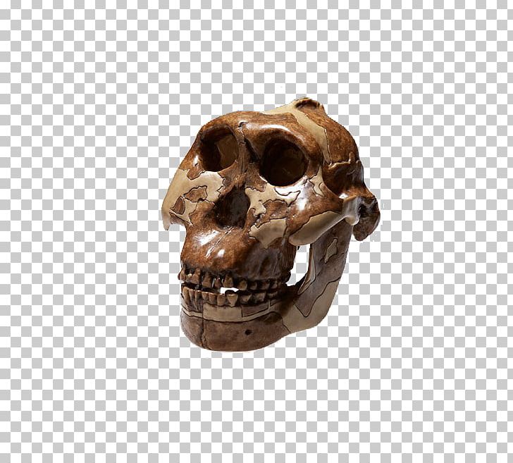 Skull Bone Peking Man Homo Sapiens Skeleton PNG, Clipart, Bone, Cartoon Skeleton, Decoration, Dinosaur Skeleton, Euclidean Vector Free PNG Download