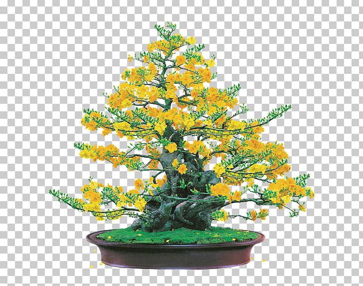 Ochna Integerrima PNG, Clipart, Bonsai, Conifer, Data, Desktop Wallpaper, Download Free PNG Download