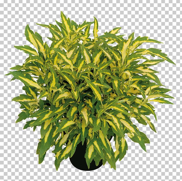 Tree Flowerpot Herb Shrub PNG, Clipart, Evergreen, Flowerpot, Grass, Herb, Mojito Free PNG Download