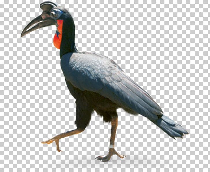 Abyssinian Ground Hornbill Beak Hellabrunn Zoo PNG, Clipart, Beak, Bird, Coraciiformes, Fauna, Feather Free PNG Download