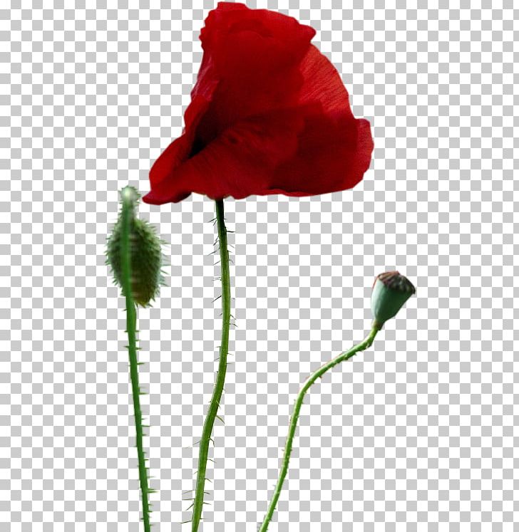 Common Poppy Drawing PNG, Clipart, Animation, Anime, Bud, Carnation, Clip Free PNG Download
