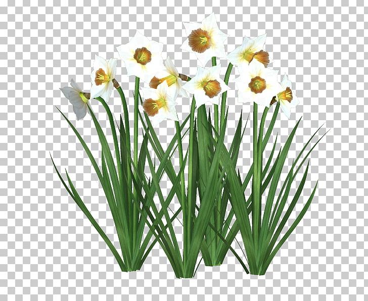 Cut Flowers Floristry Daffodil Tulip PNG, Clipart, Amaryllis Family, Blue, Cut Flowers, Daffodil, Floristry Free PNG Download