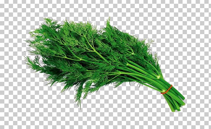 Dill Herb Salad Vegetable Iceberg Lettuce PNG, Clipart, Butterhead Lettuce, Celery, Coriander, Dill, Fennel Free PNG Download