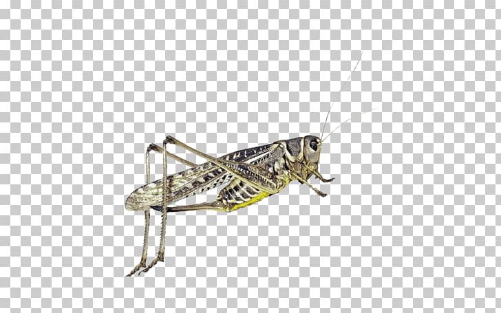 Locust Grasshopper Borboleta Pterygota Dragonfly PNG, Clipart, Apoidea, Arthropod, Borboleta, Caelifera, Cricket Free PNG Download