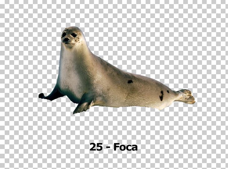 Harbor Seal Earless Seal Sea Lion Crabeater Seal 0 PNG, Clipart, 2017, 2018, Animal, Animals, August Free PNG Download
