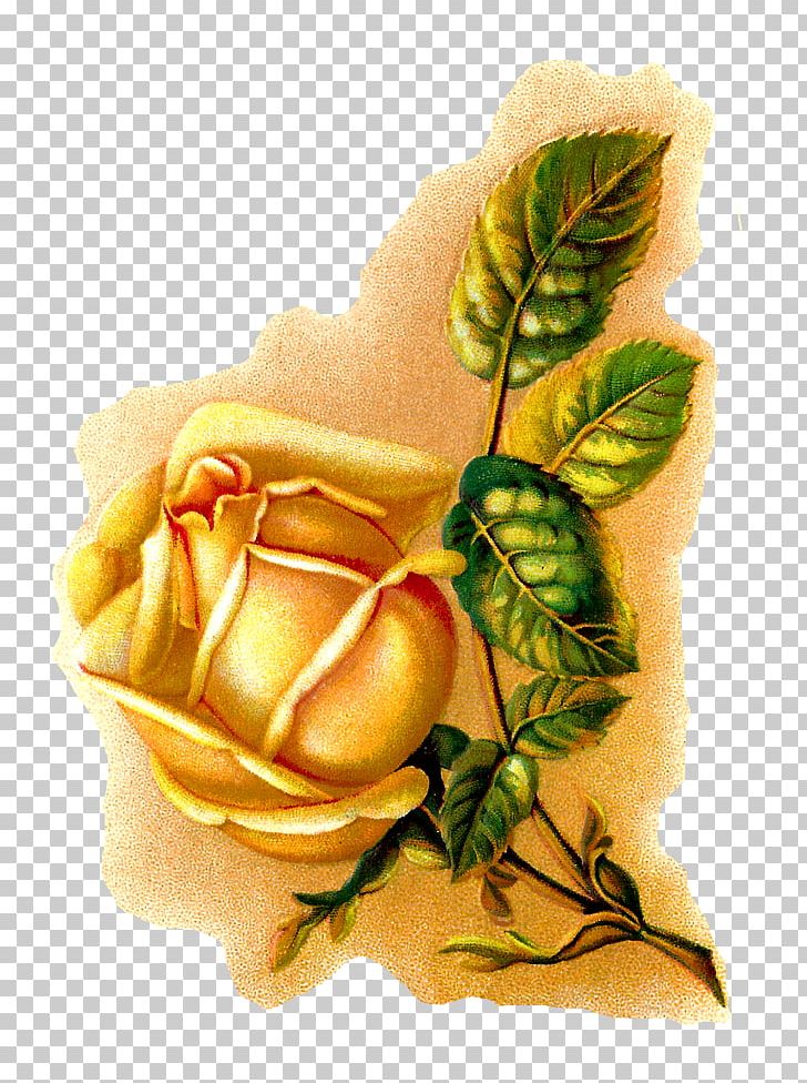 Rose Flower Botanical Illustration Botany PNG, Clipart, Art, Book Illustration, Botanical Illustration, Botany, Drawing Free PNG Download