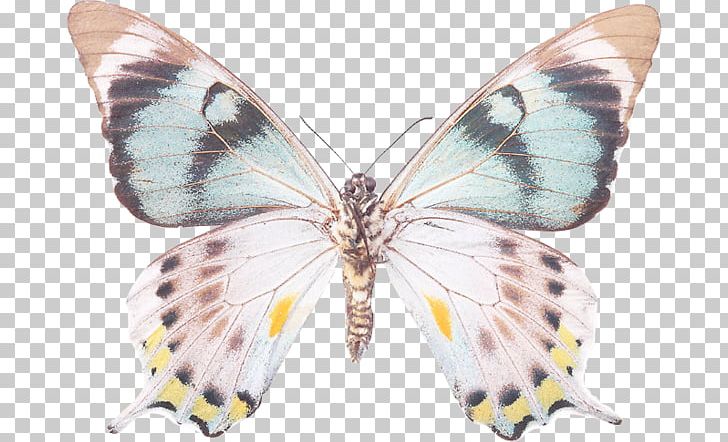 Brush-footed Butterflies Gossamer-winged Butterflies Pieridae Butterfly Silkworm PNG, Clipart, Arthropod, Barbary Macaque, Bombycidae, Brush Footed Butterfly, Butterflies And Moths Free PNG Download