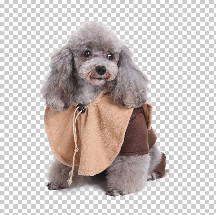 Miniature Poodle Standard Poodle Toy Poodle Hoodie Clothing PNG, Clipart, Carnivoran, Clothing, Companion Dog, Costume, Disguise Free PNG Download