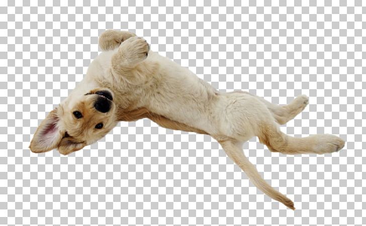Puppy Golden Retriever Small Greek Domestic Dog French Bulldog Pug PNG, Clipart, Animals, Breed, Carnivoran, Chihuahua, Desktop Wallpaper Free PNG Download