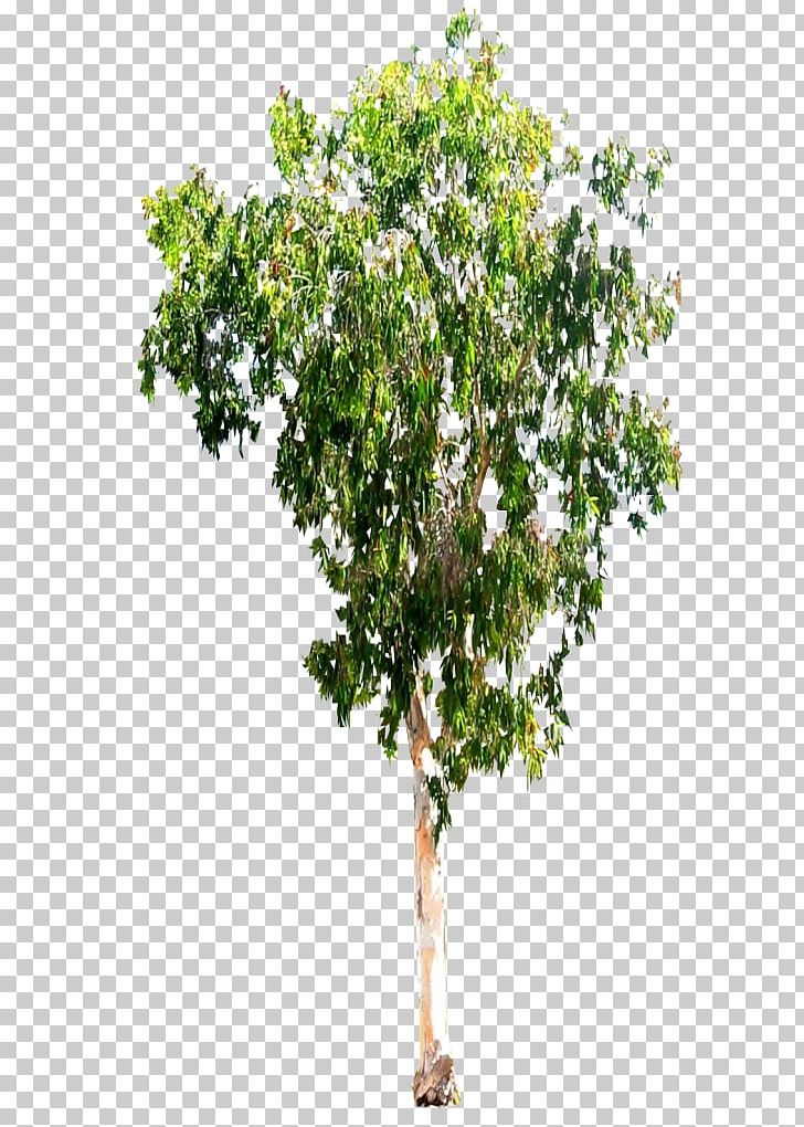 Tree Branch Woody Plant Shrub PNG, Clipart, Branch, Deviantart, Evergreen, Flowering Plant, Melaleuca Quinquenervia Free PNG Download