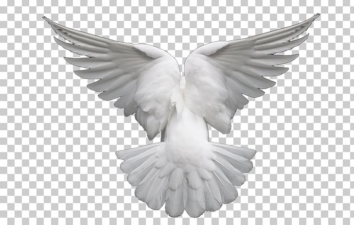 Columbidae Doves As Symbols Computer Icons PNG, Clipart, Beak, Beyaz Guvercin, Bird, Black And White, Columbidae Free PNG Download