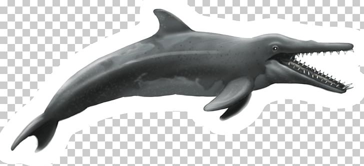 New Zealand Rough-toothed Dolphin Shark Common Bottlenose Dolphin Tucuxi PNG, Clipart, Animal, Animal Figure, Animals, Cetacea, Chalk Free PNG Download