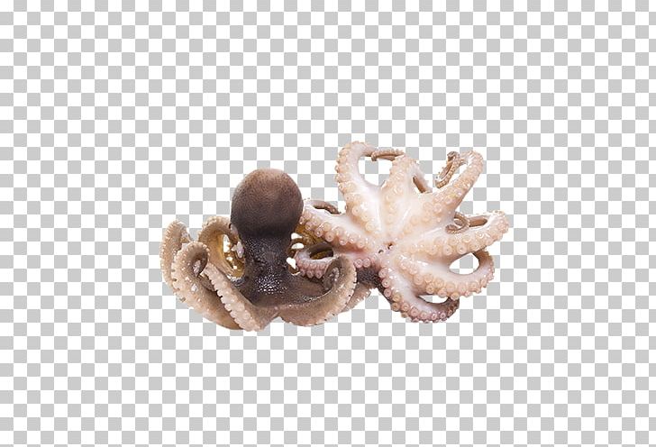 Octopus Stock Photography Squid As Food PNG, Clipart, Cephalopod, Cephalopod Ink, Food, Jewellery, Octopus Free PNG Download