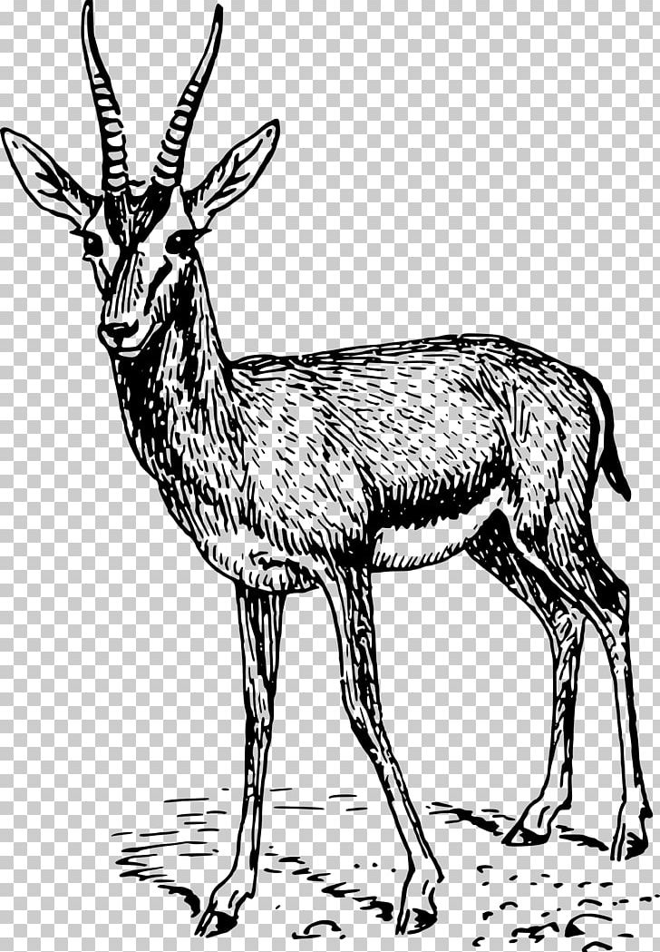 Thomson's Gazelle Impala Antelope Drawing PNG, Clipart, Animals, Antler, Art, Black And White, Coloring Book Free PNG Download