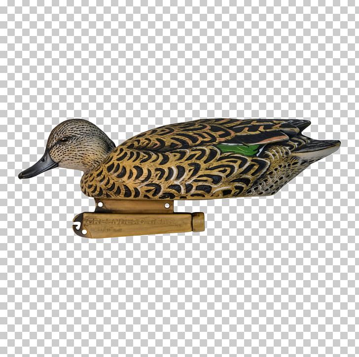 Mallard Duck Beak Feather PNG, Clipart, Animals, Beak, Bird, Dangate, Duck Free PNG Download