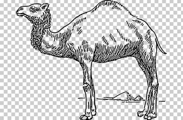 Bactrian Camel Dromedary Drawing PNG, Clipart, Arabian Camel, Artwork, Bactrian Camel, Beak, Black And White Free PNG Download