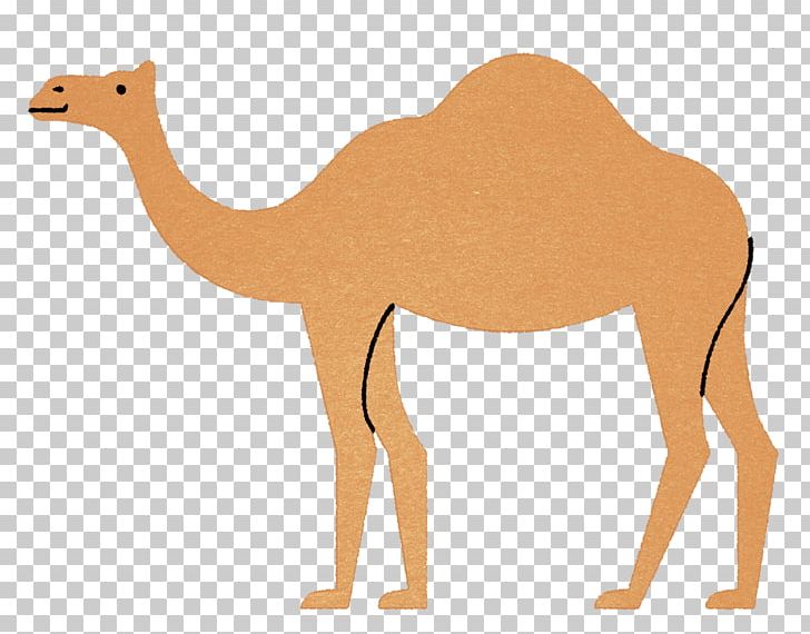 Dromedary Fauna Pack Animal Ecoregion Graphic Design PNG, Clipart, 1800, Animal, Animal Figure, Arabian Camel, Art Free PNG Download