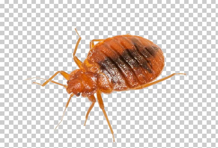 Cockroach Mosquito Insect Rodent Bed Bug PNG, Clipart, Animals, Arthropod, Bed, Bed, Bed Bug Bite Free PNG Download