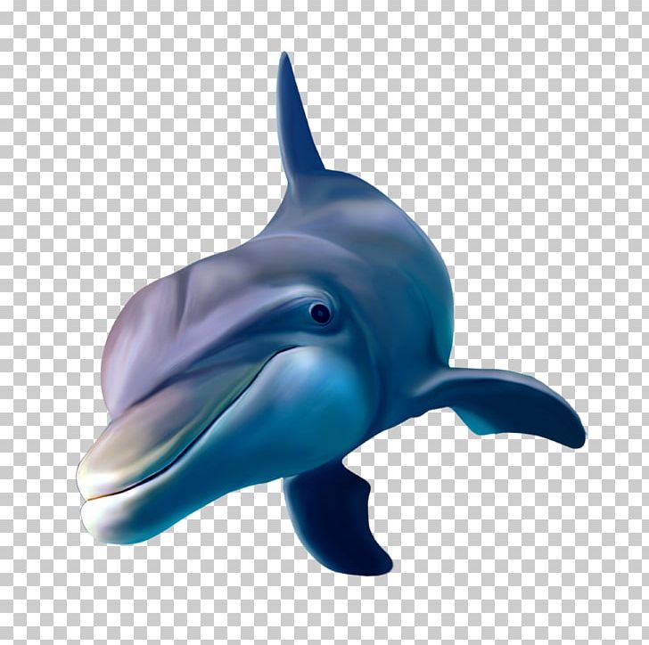 Dolphin Whale Poster PNG, Clipart, 3d Computer Graphics, Decal, Dolphins, Face, Fauna Free PNG Download