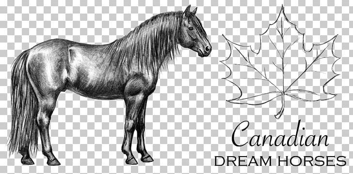 Canadian Horse Mustang Pony Stallion Pack Animal PNG, Clipart, Artwork, Bambie, Canada, Fictional Character, Head Free PNG Download