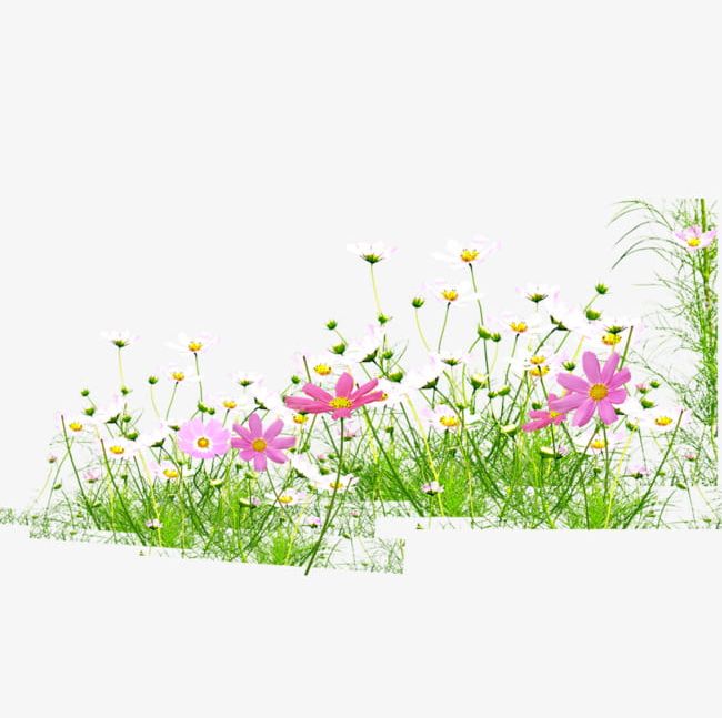Flowers PNG, Clipart, Bloom, Bloom Clipart, Flowers, Flowers, Grass Free PNG Download