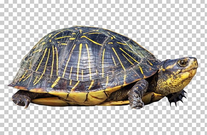 Sea Turtle Reptile Crocodile PNG, Clipart, Animals, Box Turtle, Chelydridae, Common Snapping Turtle, Crocodile Free PNG Download
