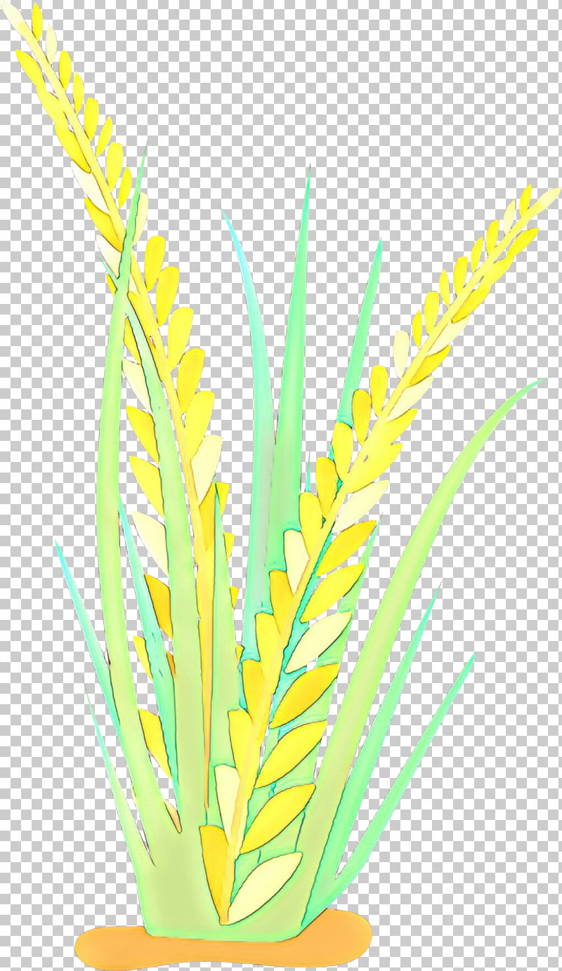 Yellow Grass Plant Grass Family Leaf PNG, Clipart, Grass, Grass Family, Leaf, Plant, Yellow Free PNG Download