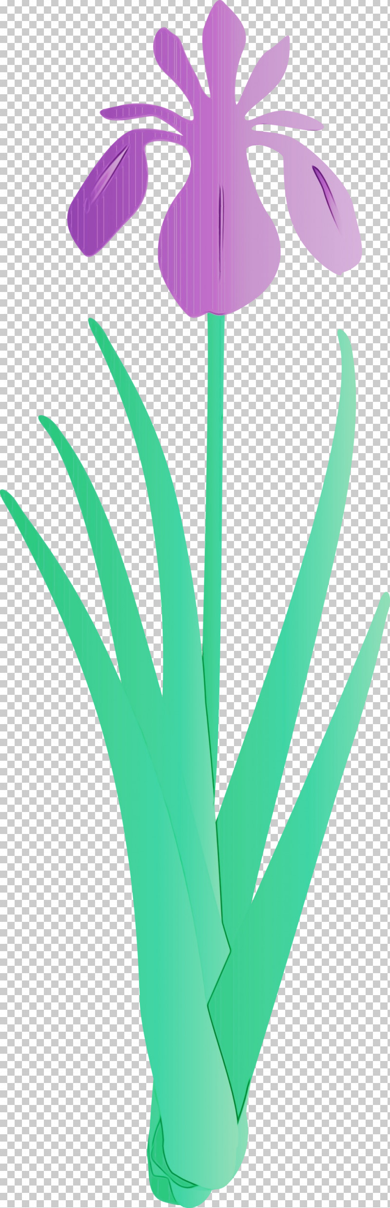 Green Leaf Plant Grass Flower PNG, Clipart, Flower, Grass, Green, Iris Flower, Leaf Free PNG Download