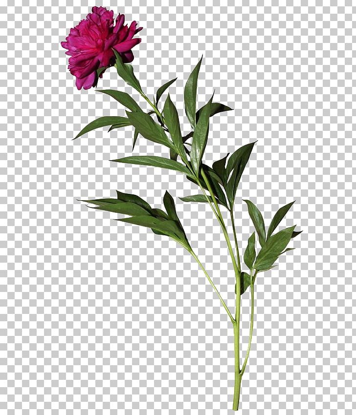 Cut Flowers Peony Flowerpot Plant Stem PNG, Clipart, Art, Chinese Peony, Cut Flowers, Deviantart, Flora Free PNG Download