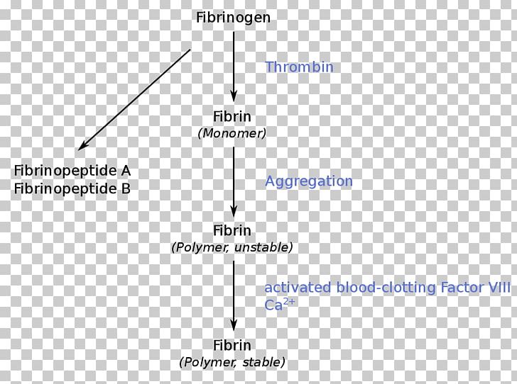 Fibrinogen Thrombin Coagulation Thrombus PNG, Clipart, Angle, Area, Blood, Blood Proteins, Circle Free PNG Download