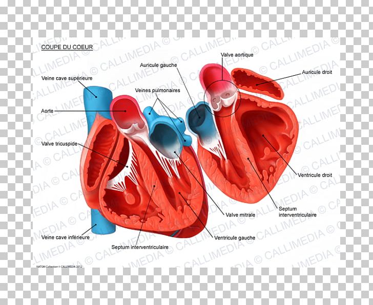 Heart Human Anatomy Circulatory System Cross Section PNG, Clipart, Anatomy, Cardiology, Circulatory System, Cross Section, Ear Free PNG Download