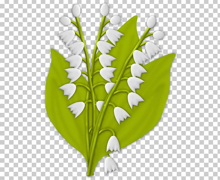 Lily Of The Valley Plant Stem La Boîte à S PNG, Clipart, Flower, Leaf, Lily Of The Valley, Nature, O Creative Free PNG Download