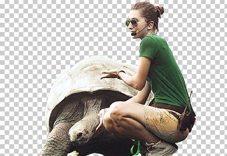 Tortoise Human Behavior Homo Sapiens PNG, Clipart, Behavior, Homo Sapiens, Human Behavior, Organism, Others Free PNG Download