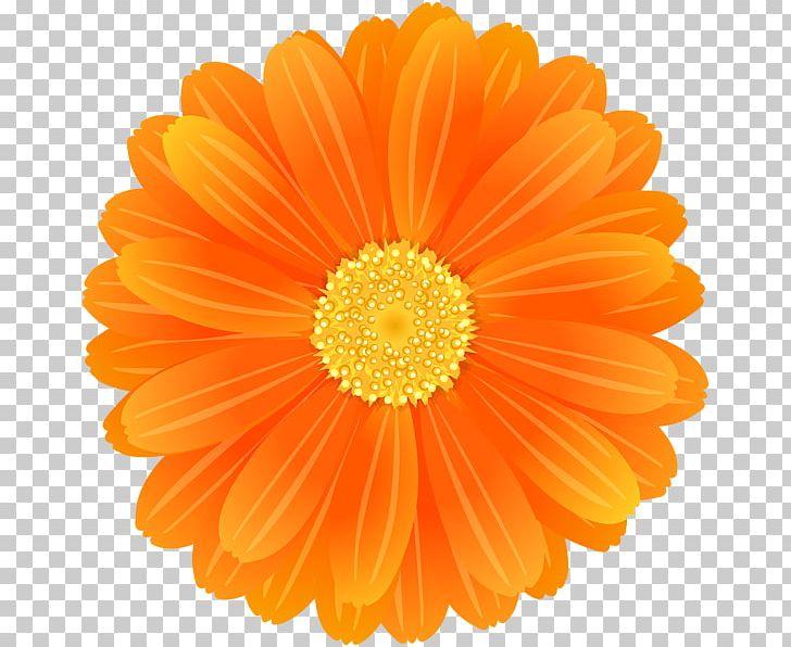 Book Review Child Living Well PNG, Clipart, Book, Book Review, Calendula, Child, Cut Flowers Free PNG Download
