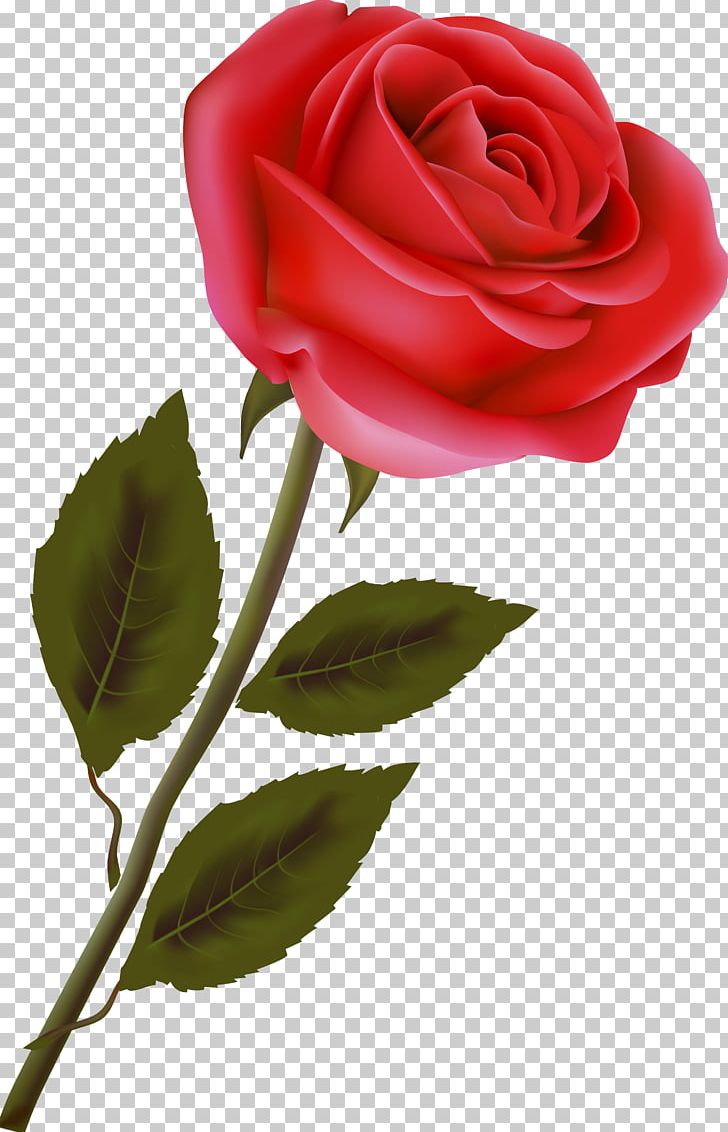 Garden Roses Flower Centifolia Roses PNG, Clipart, Centifolia Roses, China Rose, Cut Flowers, Desktop Wallpaper, Floribunda Free PNG Download