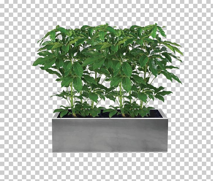 Schefflera Arboricola Flowerpot Flower Box Ikea Garden Png Clipart Decorative Arts Evergreen Flower Box Flowerpot Food Download transparent flower pot png for free on pngkey.com. schefflera arboricola flowerpot flower