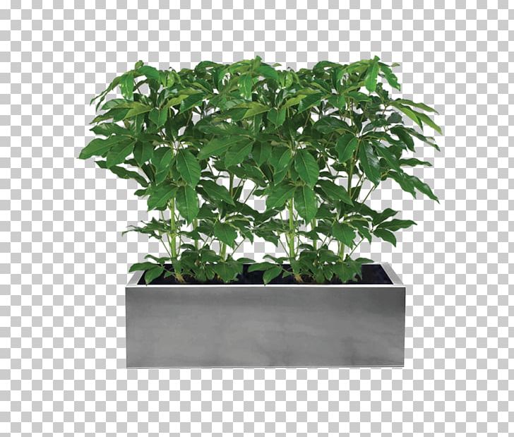 Schefflera Arboricola Flowerpot Flower Box IKEA Garden PNG, Clipart, Decorative Arts, Evergreen, Flower Box, Flowerpot, Food Drinks Free PNG Download