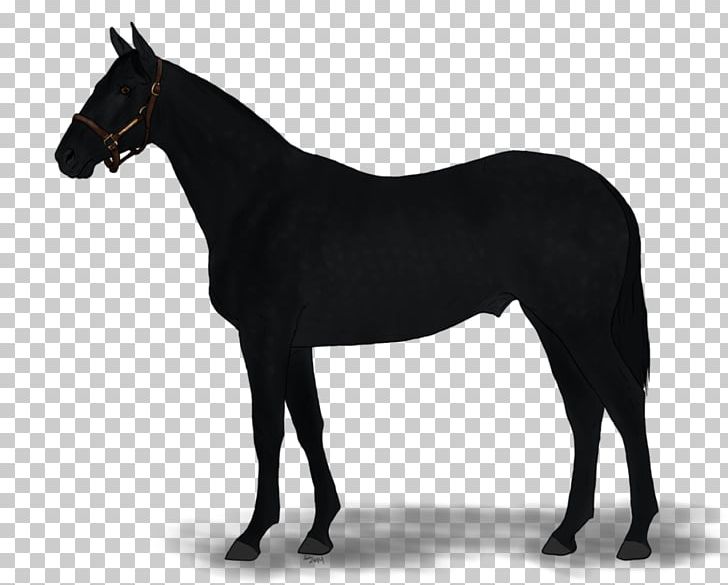 Australian Stock Horse Thoroughbred American Quarter Horse Anglo-Arabian PNG, Clipart, American Quarter Horse, Angloarabian, Animal, Australian Stock Horse, Breed Free PNG Download