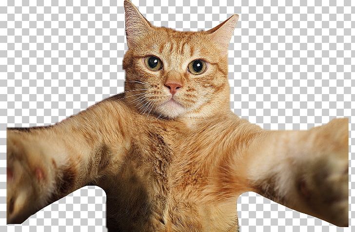 Cat Selfies Pet Photography PNG, Clipart, Advertising, Aegean Cat, American Shorthair, American Wirehair, Animal Free PNG Download
